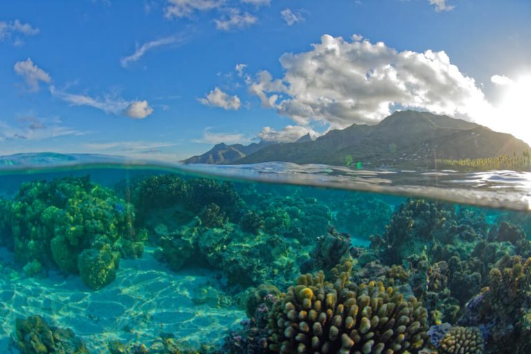 Scuba Diving in Moorea: Best Dive Sites + All You Need to Know!