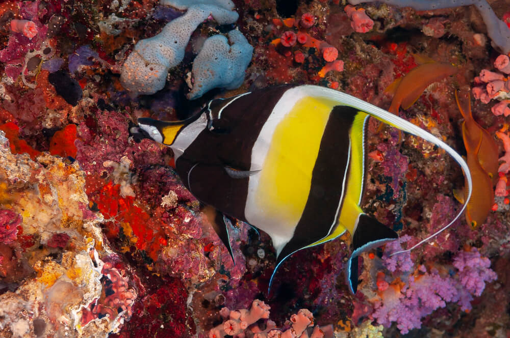 White yellow and black striped fish with a long white banner-style marking