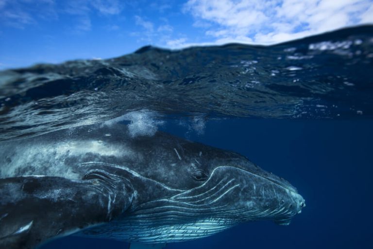 Swimming with Whales in Tahiti: Picking an Ethical Tahiti Whale Snorkel Tour